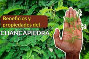 Chanca Piedra: 15 Beneficios, Usos y Recetas para Mejorar tu Salud