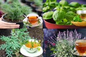 Las 4 Plantas Más Poderosas: Lavanda, Ruda, Albahaca y Romero para la Salud