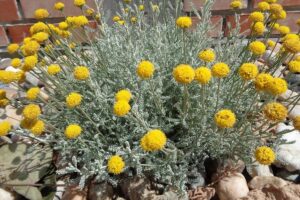 Propiedades Medicinales del Helichrysum arenarium y Cómo Prepararlo